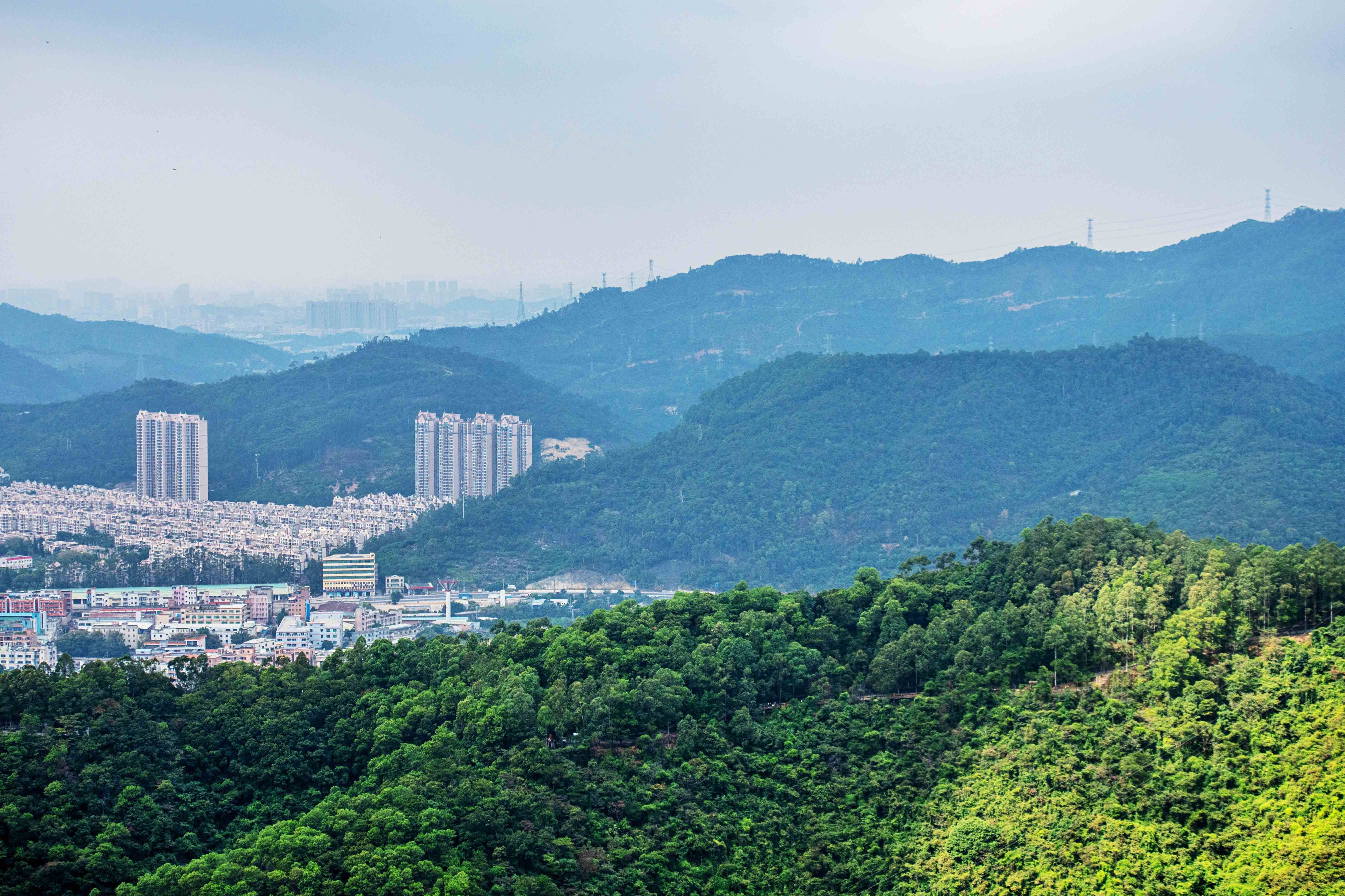 异木棉花开满整座东莞观音山风景美成世外桃源错过再等一年