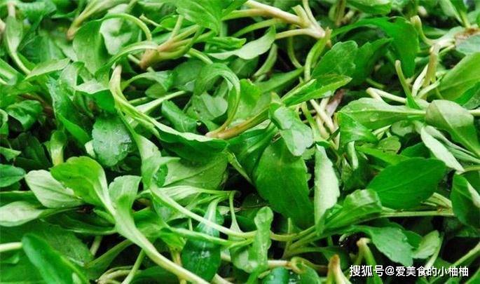 比醋还酸的野菜,让人直流口水,可惜现在农村也不常见了