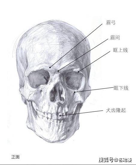 想要准确地画出动漫人物的头部,首先要了解人体头部骨骼结构,因为很多