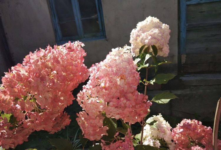 原创8月是"绣球花"的关键生长期,做好3个方面,新枝多,来年开花多