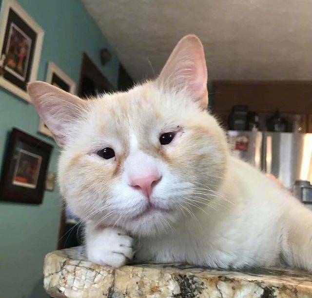 奇形怪状的丑猫咪网友再丑也是我的小宝贝