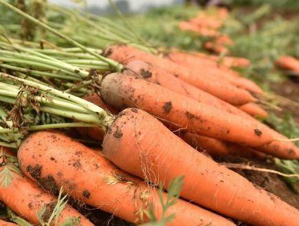 现在能种萝卜吗 fa5621db51554e5c8c7b1e1bb7690526.jpeg