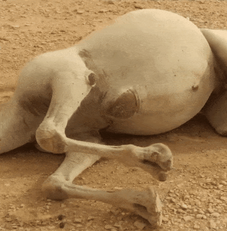 牢记!在大漠中遇见渴死的骆驼不要碰,骆驼有可能会