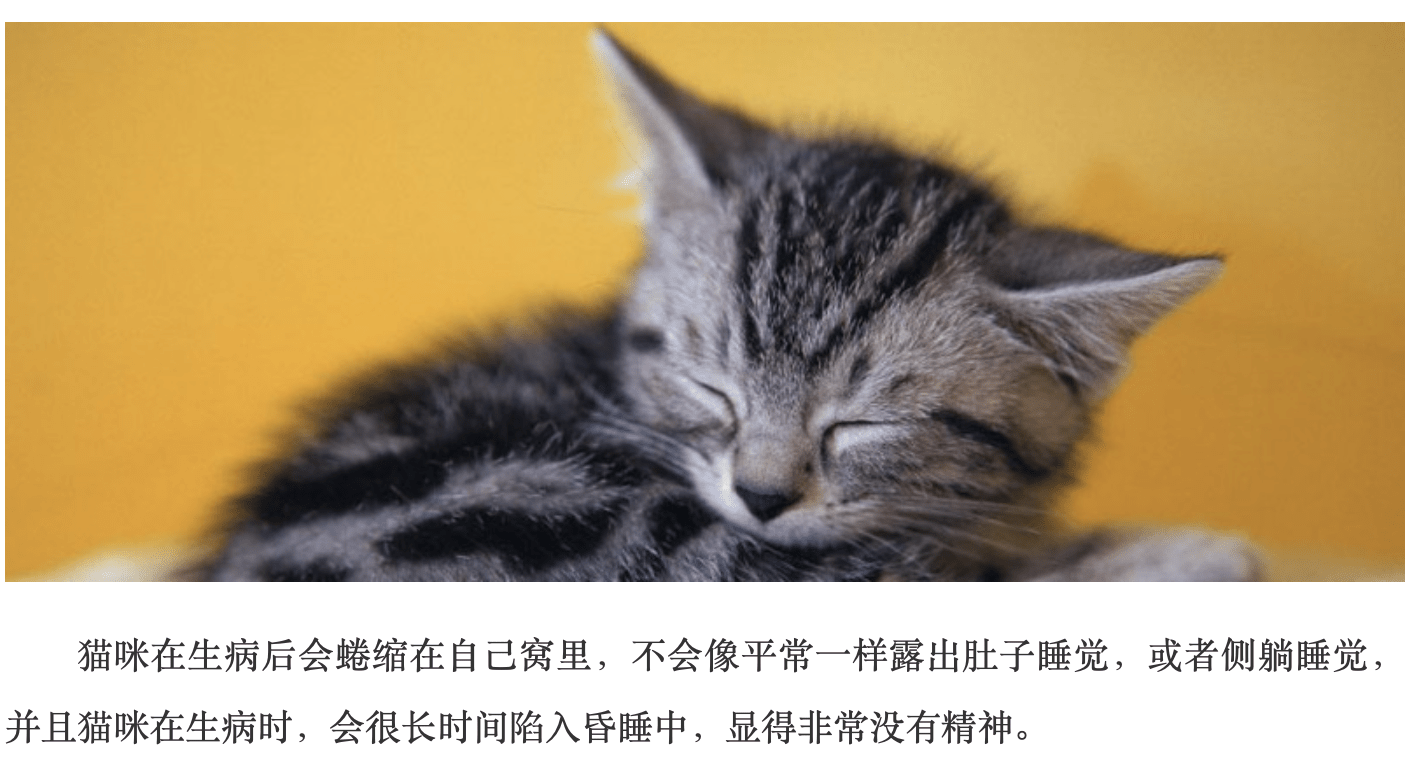 图片及信息来源于网络 丁明旭医生:猫咪特定睡姿与生病,没有太大的