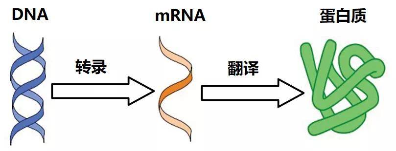 因新冠而将提前诞生的世界首例mrna疫苗