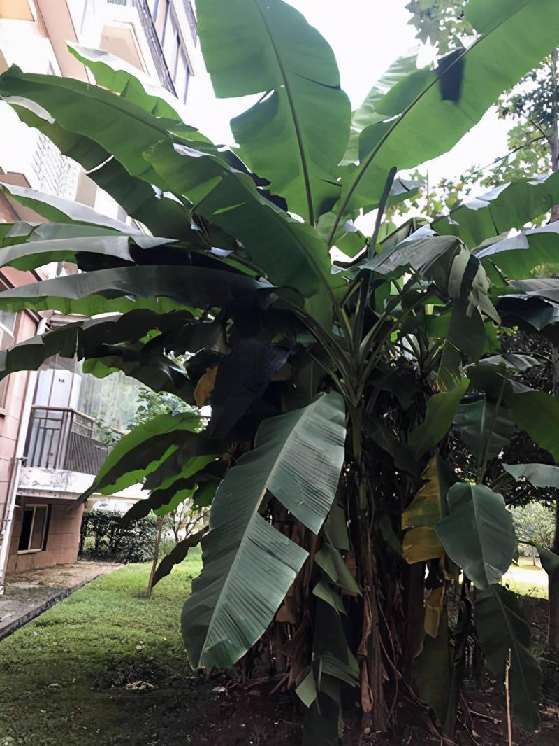 它们都有能遮风挡雨的大叶子,却叫香蕉树,芭蕉树,有什么区别?