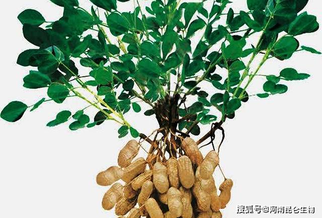 花生养根用什么肥料花生专用肥是什么肥料花生用什么叶面肥产量高