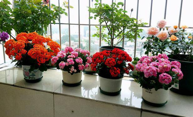 怎么养花草植物 ce436c64d36240c9aa4af83144596023.jpeg