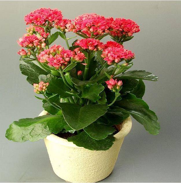 盆栽花卉室内 ab555d04b0ec4b7280b0b462151c0c6d.jpeg