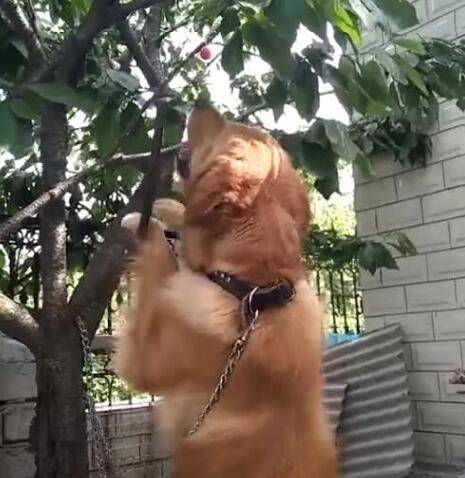 
金毛狗狗想吃樱桃 在樱桃树下蹦迪 金毛：小樱桃 下来玩会儿啊【MK电竞】(图2)