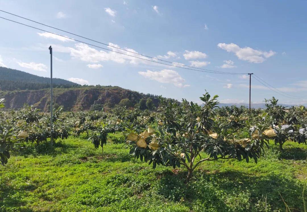 开远的GDP_开远钟楼图片