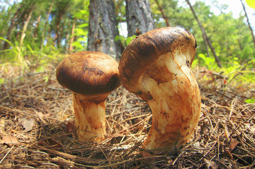 菌菇类有几种 4ed98425e9e749bc893e2dab29fc4c6d.jpeg