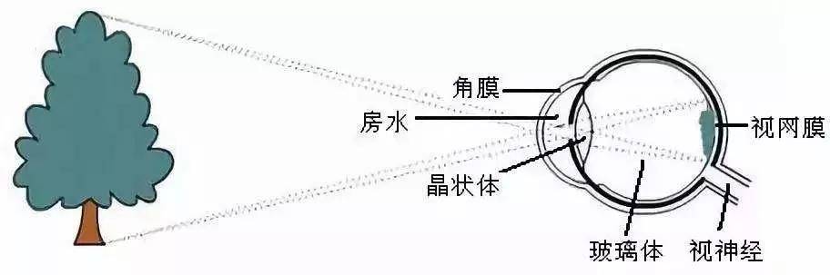 外界物体在视网膜上成像示意图