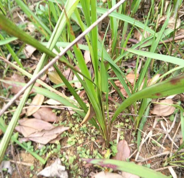 这一种植物,人称"钻地龙",极为珍贵,遇见请别铲除