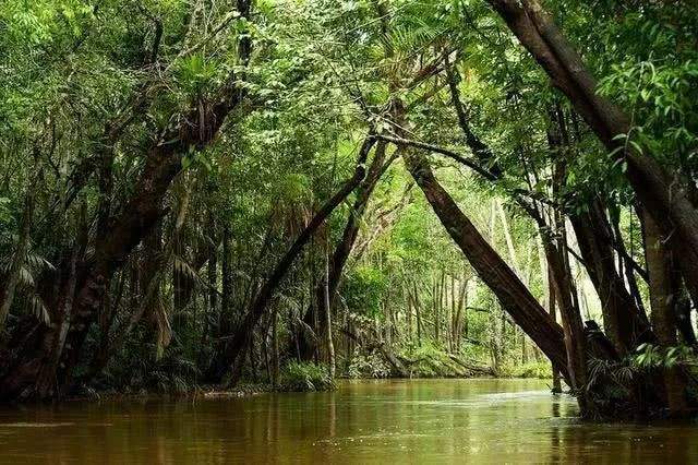 神秘的亚马孙热带雨林,隐藏着令人惊叹的奥秘!