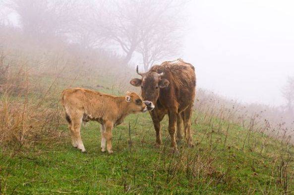 风华正茂打一个生肖代表什么动物生肖，刚刚揭晓落实