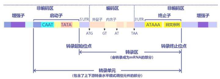 基因功能研究的那些套路你知道多少上