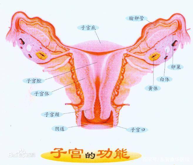 女性炎症分析