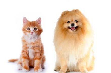 狗为啥喜欢咬猫的头 9baa5bb7f02246748f7dd4ed374d6e67.jpeg