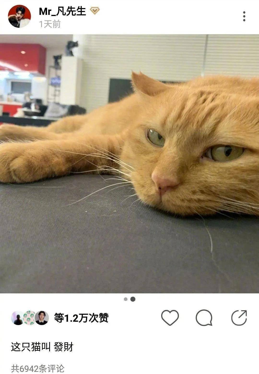 猫的名字怎么改 a5bbe707f8ab419ebffcf618418677f1.jpeg