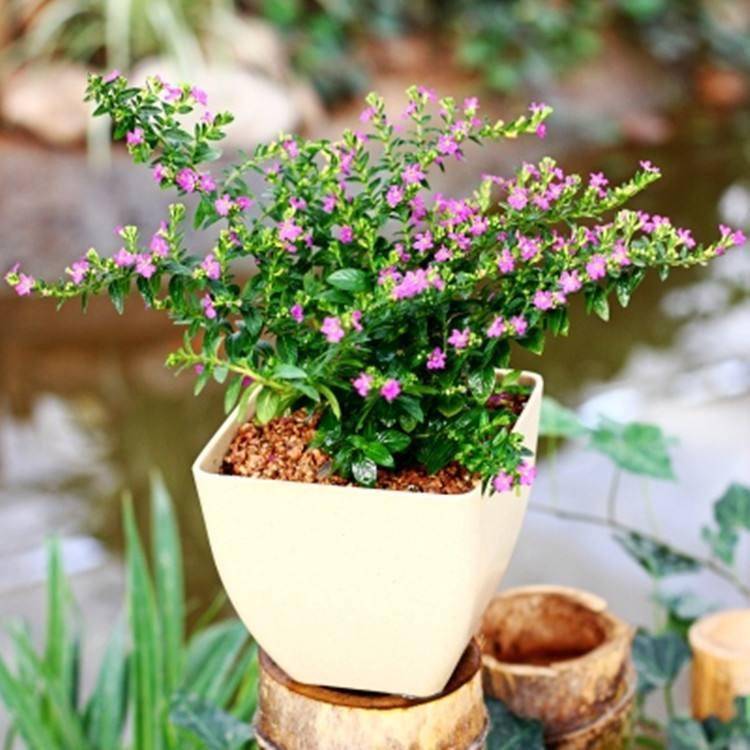 盆栽花生种植 a69c148a9b7447de9e5fffc4db71c1cf.jpeg