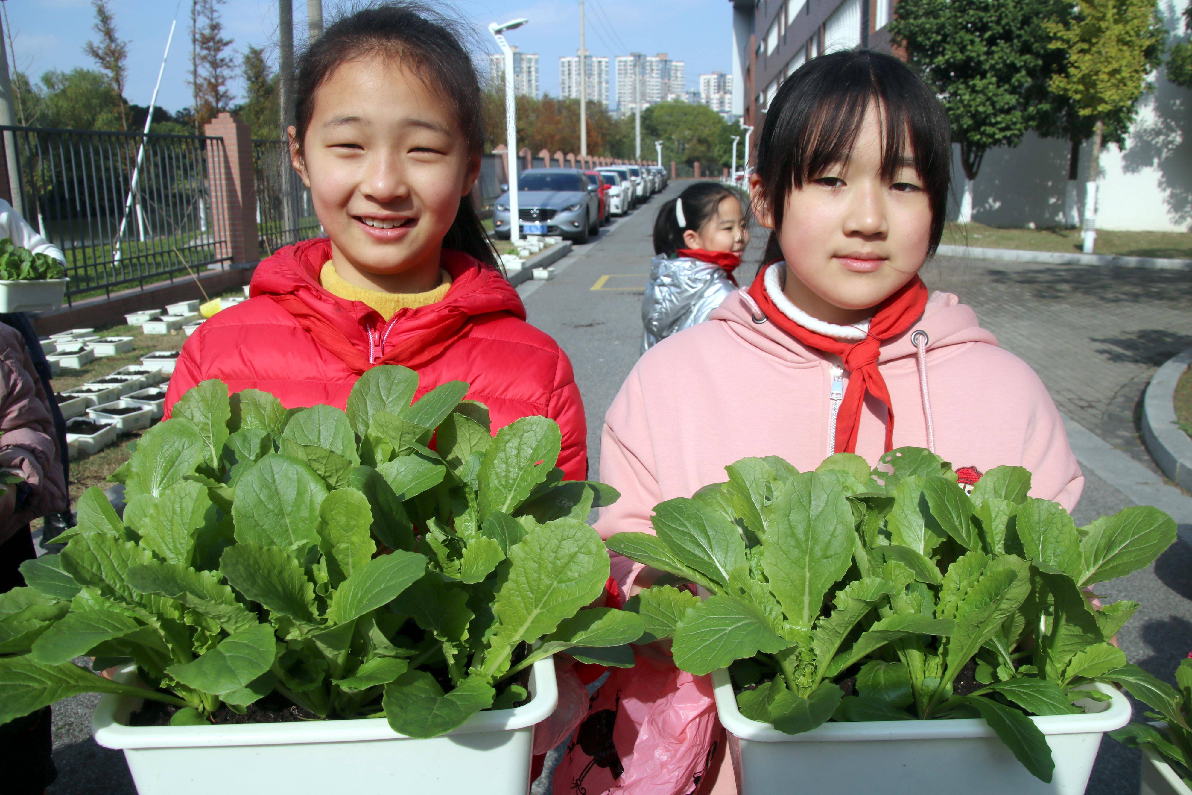 昆山市花桥徐公桥小学:学生喜摘丰收菜 体验种植乐趣_青菜