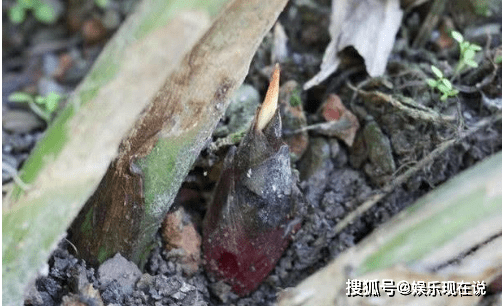 生姜品种区分特点 11325986b1274ed2a7c415fdffe071c6.png