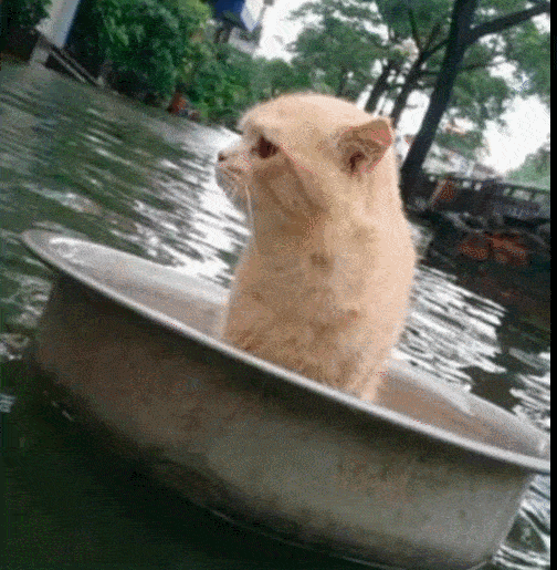 猫咪的家被水淹了用铁盆当船逃命都成一段漂流记了