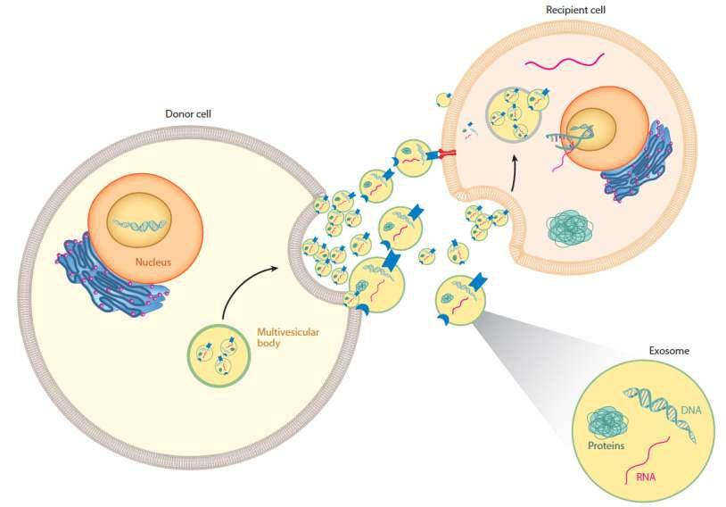 研究|ReliveFILL瑞黎菲-基于归巢疗法的细胞外泌体医学美容