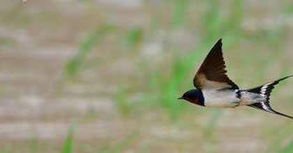 成语燕子什么_燕子蛋是什么样子(3)