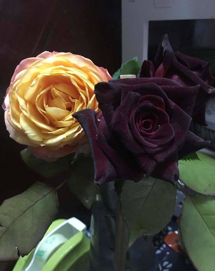 此"花"为世界上最黑的月季花,常被称作"黑玫瑰",很少人知道黑色月季