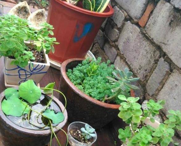 怎么养花草长得更茂盛教程 5cc34095f53a4d72a36f0a5a3ebedcb4.jpeg