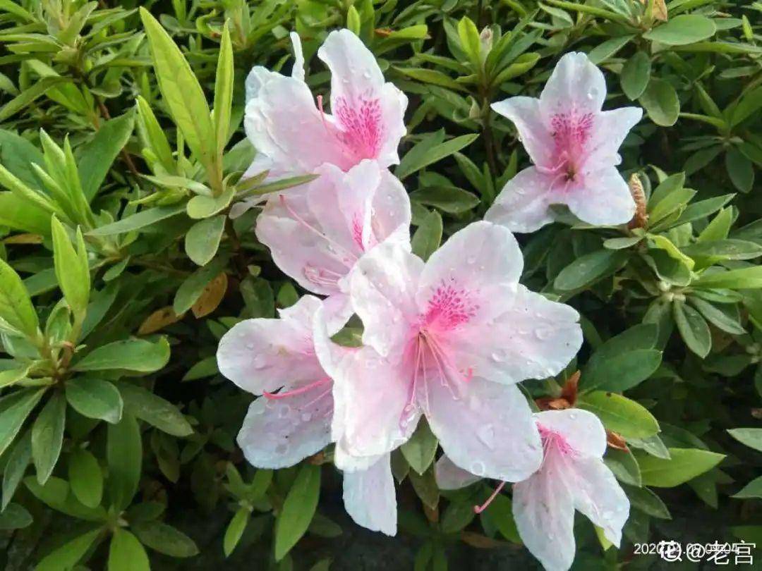 同温州市,金华市)杭州市市花:桂花(同台州市,衢州市)浙江省信阳市市花