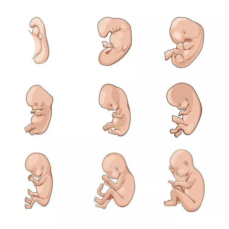 怀孕55天胎儿有多大?孕妈咪关注三方面,顺利度过妊娠初期