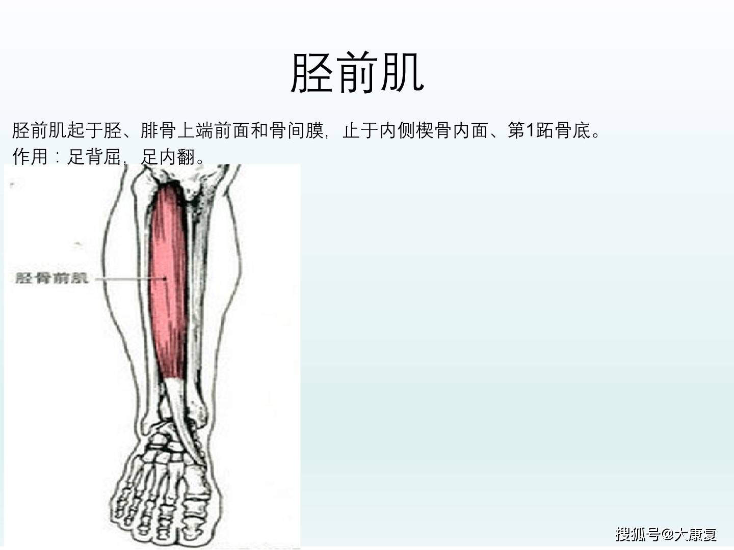 上下肢大肌肉解剖_小腿