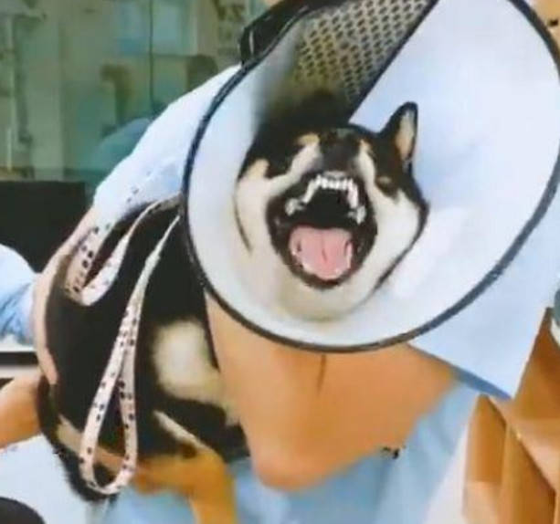 给狗狗打针出现各种惊讶的表情包快给人笑哭了