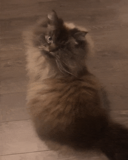 呆萌小猫咪,长大后却变超凶鳌拜,变化也太大了!