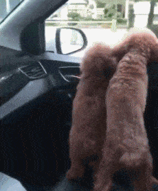 搞笑gif段子:小朋友怎么突发奇想开始吃上自己的肉肉了?