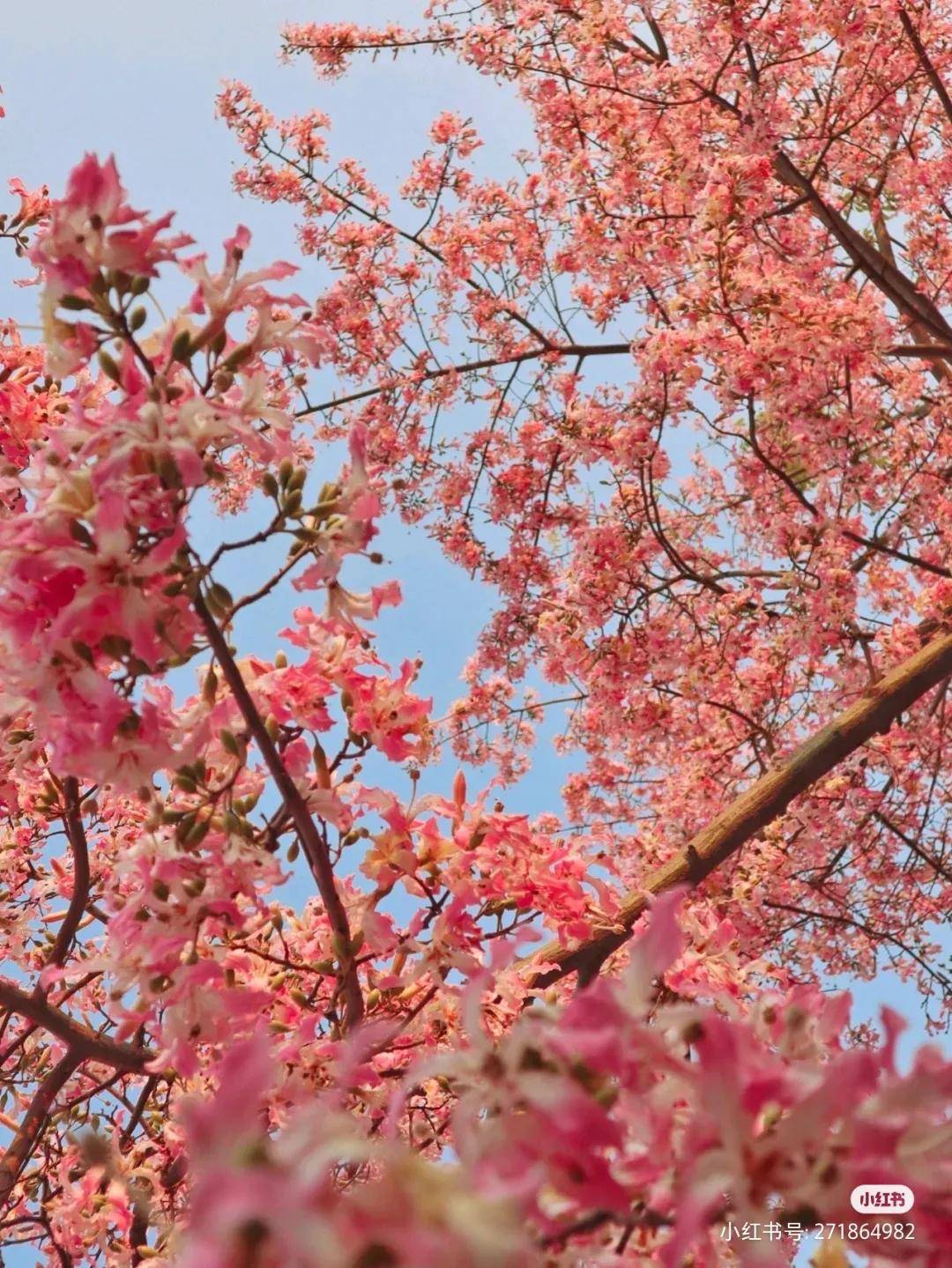 来广州这座微风不燥的城市，伴着粉色花海，提早过春天！