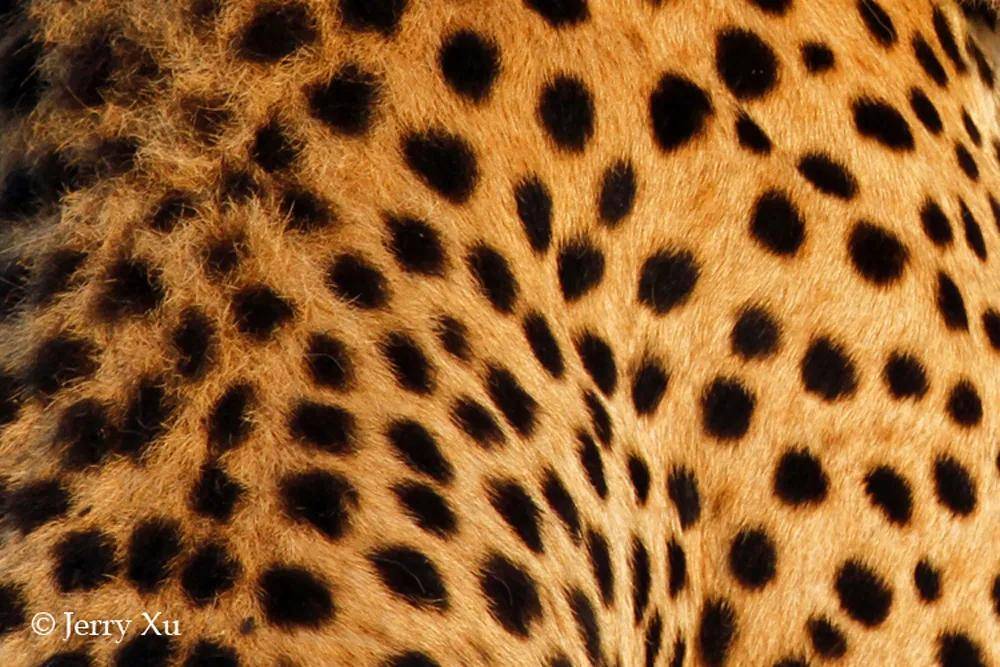 国际猎豹日豹豹们的花纹暴美丽
