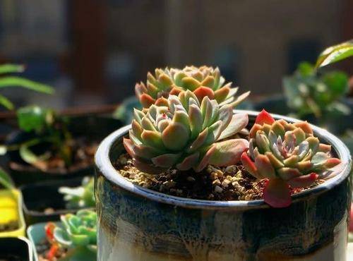 多肉怎么控制徒长 7fe8abada28749f4ae6b3360b90fae9f.jpeg