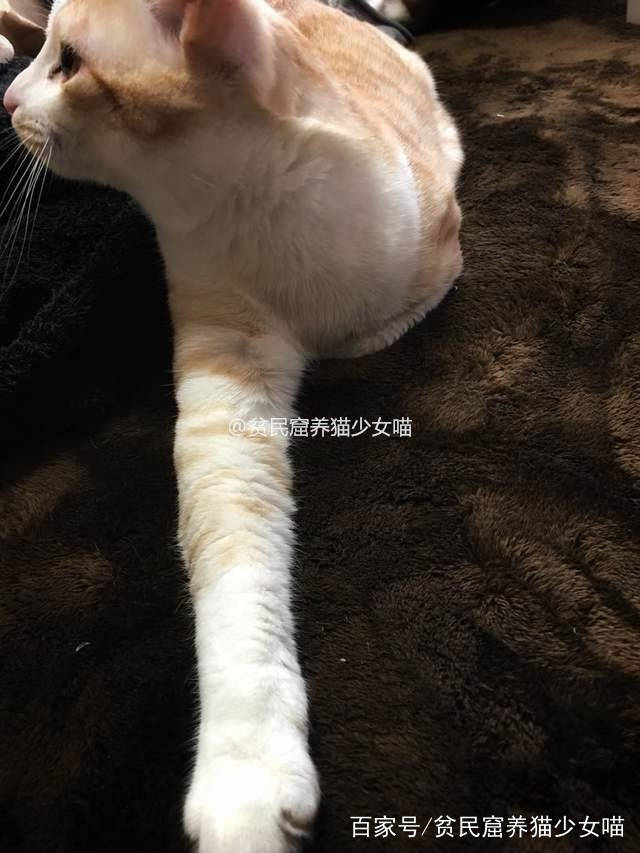 原创喵星人的神秘手势没事就喜欢伸出一只手的猫咪在干吗呀