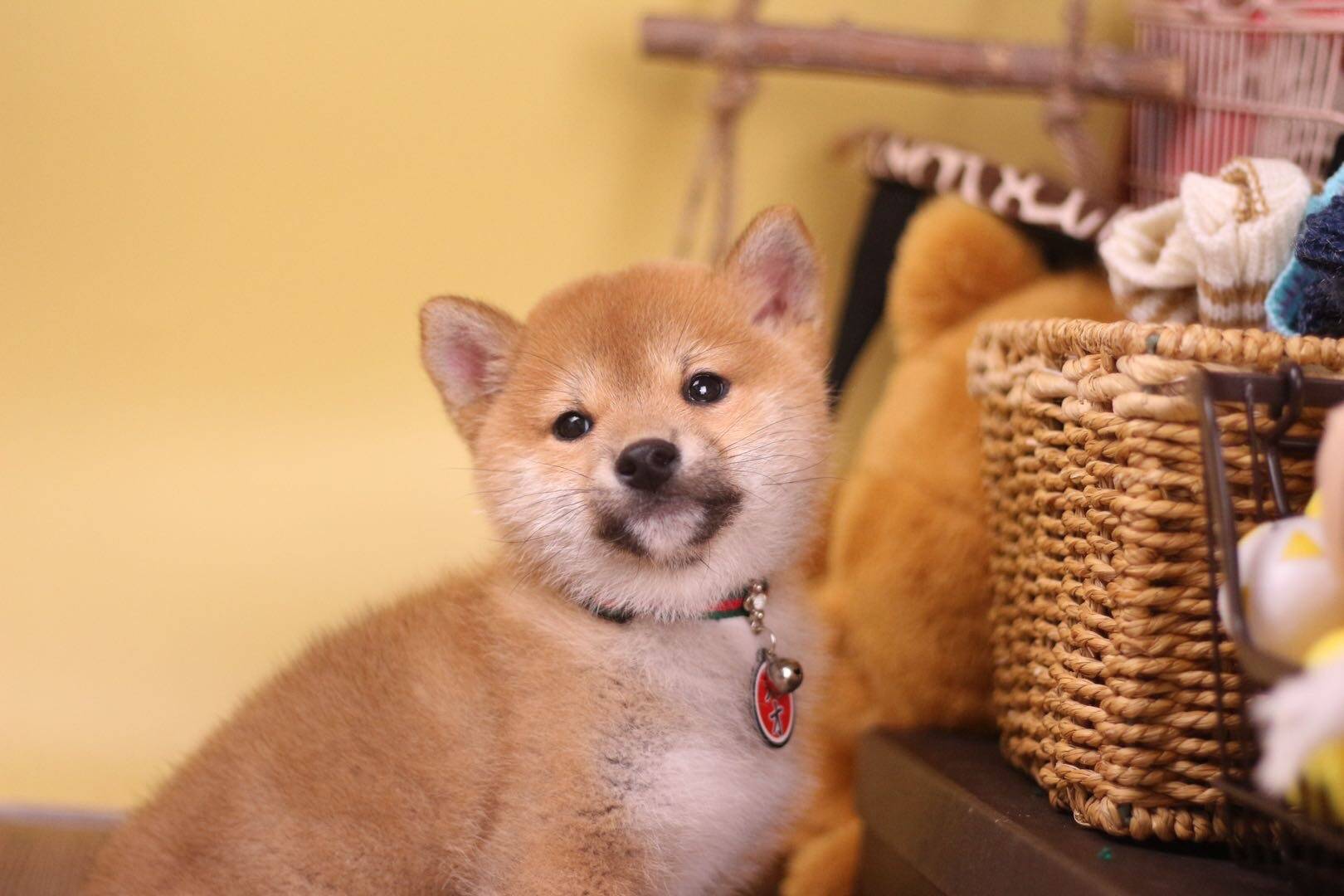 柴犬智商排名_柴犬智商排名第几(3)