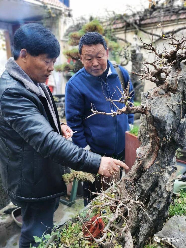 吴德军传播盆景技艺相约千年古城