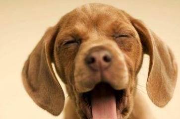 狗为啥吃那么多 bb9a781c93064360aecd2bb8c0102658.jpeg