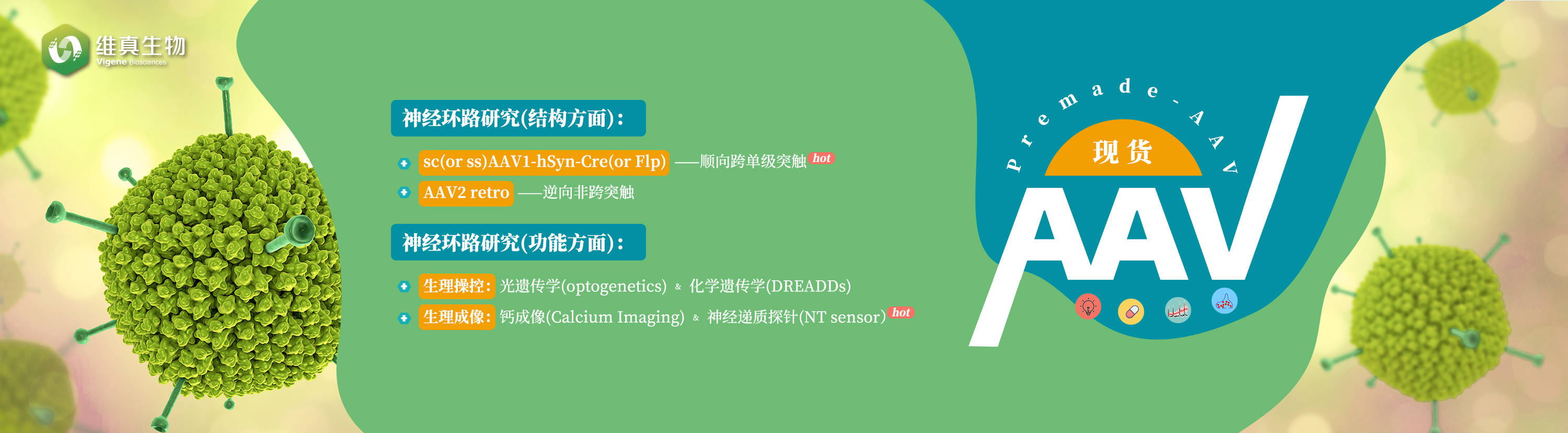 基因组|CRISPR/Cas9克隆