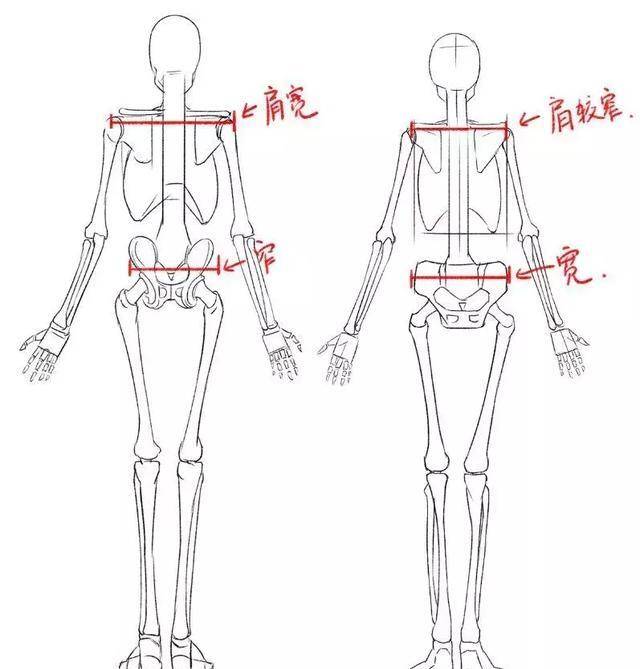 上面是人体骨骼通常的画法,但是男女骨骼之间存在一些决定性差异,来