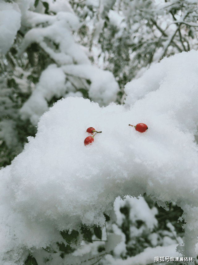 林什么雪什么成语(2)