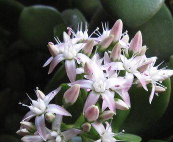 怎么养玉树才会开花 ee06e3cabe904647911f7c4532d4ea86.jpeg