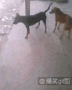 搞笑gif:哈士奇遇到凶狠的比特犬二哈使出了